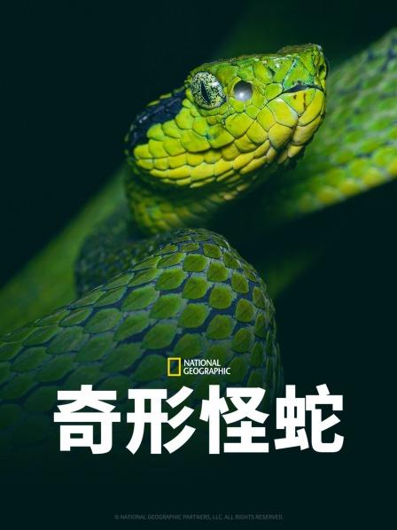 色人阁《奇形怪蛇》免费在线观看